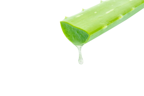 芦荟与切片分离在白底，草药和医药图片下载