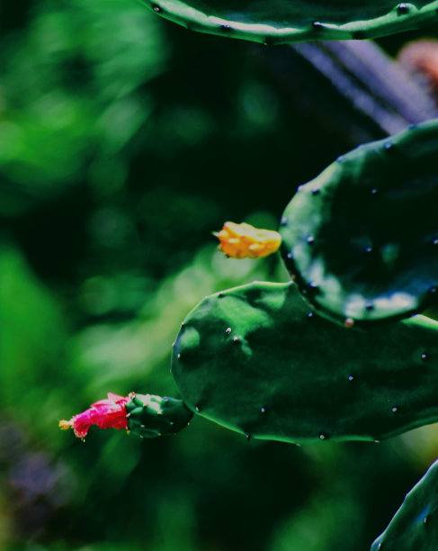 桨仙人掌花图片下载
