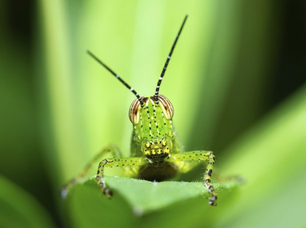 蚱蜢在绿叶上，看着镜头——动物的行为。图片下载