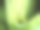 蚱蜢在绿叶上，看着镜头——动物的行为。图片下载