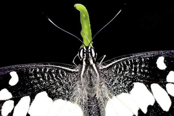 封闭蝴蝶的头部和翅膀-黑色背景。图片下载