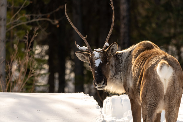 春冬时节的野生驯鹿，背景是雪图片下载