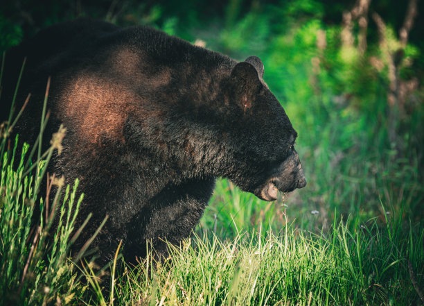 森林里的熊图片下载