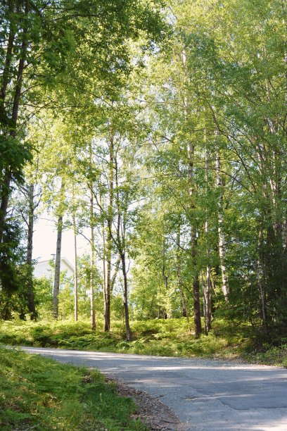 挪威公园或森林里的绿色步行路图片下载