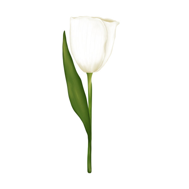 水彩白色郁金香花插图孤立的白色背景。婚礼装饰，母亲节。图片下载