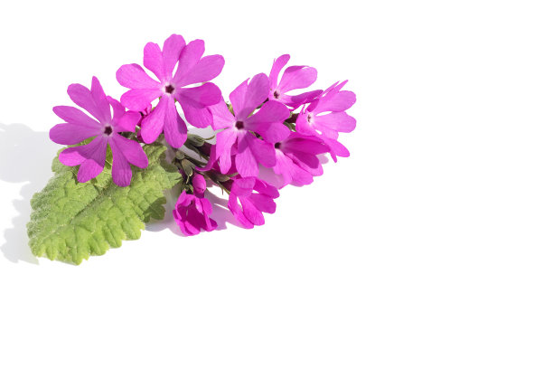 白色孤立背景上紫丁香樱草花的插花。图片下载