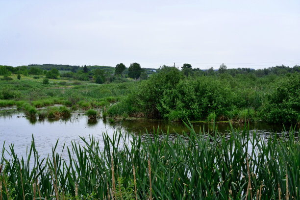 沼泽地带有绿草如茵，芦苇丛生，水多，复制空间大图片下载