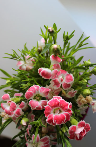 垂直照片的背景开花花束的小粉红色康乃馨图片下载