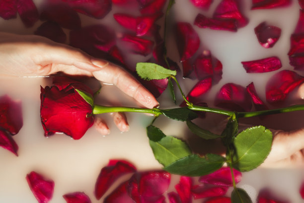 女人双手捧着红玫瑰，在浴缸里放着牛奶。图片下载