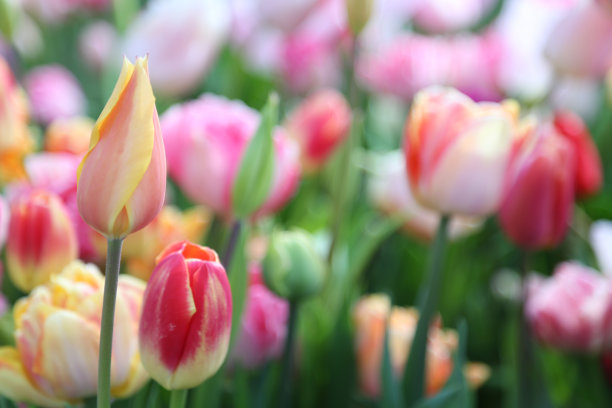 郁金香图片下载