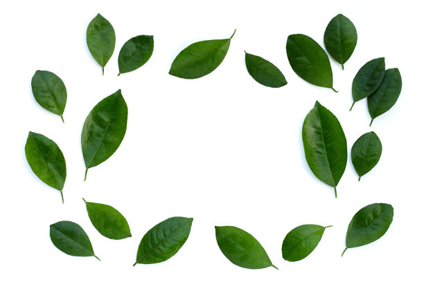 白色背景上的柑橘叶。俯视图图片下载