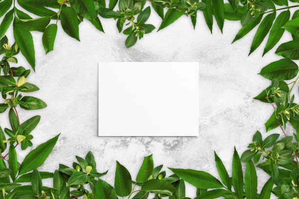 在灰色的混凝土背景上，树叶和白色的水彩纸组成。带叶子的树枝，空白的卡片。自然模型，生态海报。俯视图，平铺，近距离，复制空间图片下载