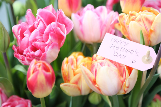 带礼品标签的郁金香图片下载