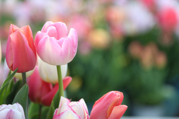 郁金香图片下载