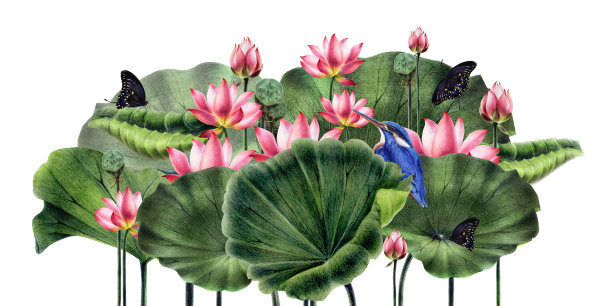 睡莲花束图片下载