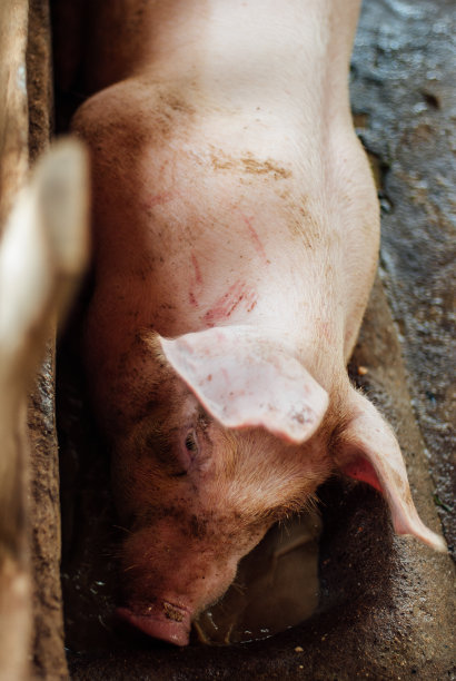 泰国的猪图片下载