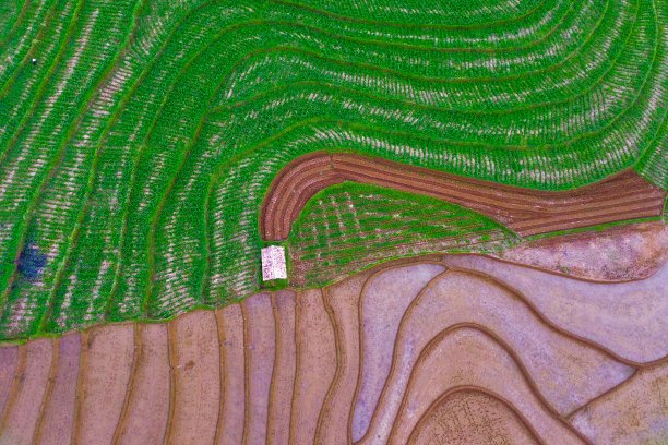 美丽的晨景印度尼西亚全景景观稻田与美丽的色彩和天空自然光图片下载