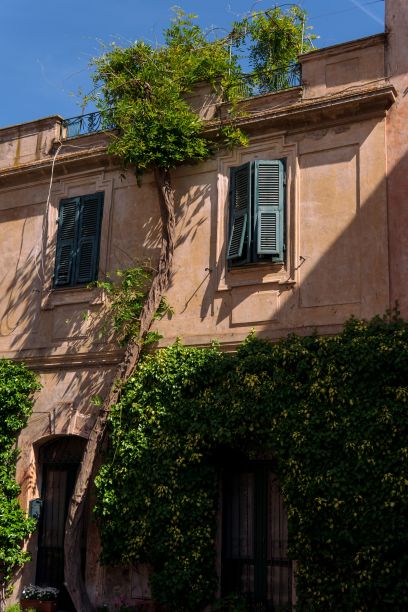 建筑结构的照片，前景是郁郁葱葱的绿色植物图片下载