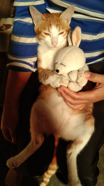 猫把洋娃娃弄得很大图片下载