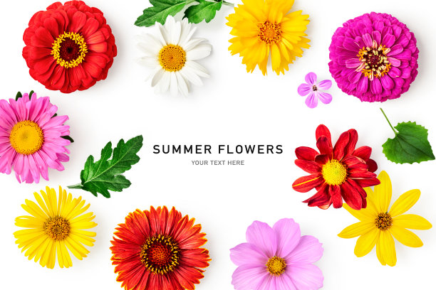 雏菊夏季花框架孤立在白色背景上图片下载