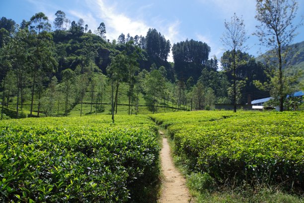 斯里兰卡的蓝田茶厂图片下载
