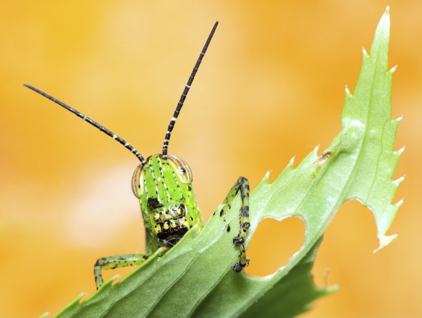 蚱蜢吃树叶，看着相机动物的行为。图片下载
