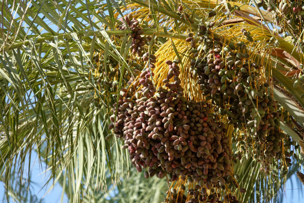 枣园的树上挂着一串串的枣子图片下载