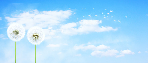 蒲公英的花带着飞翔的羽毛在蓝天上。图片下载