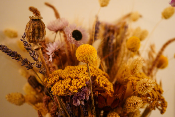 干花的特写图片下载