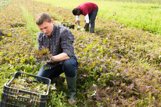 农场工人正在割红水豆图片下载