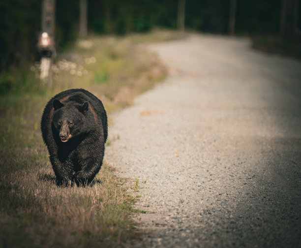 森林里的熊图片下载