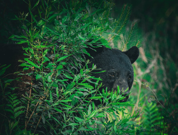 森林里的熊图片下载
