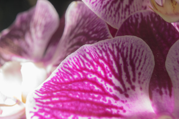 粉红色蝴蝶兰玫瑰月特写细节宏图片下载