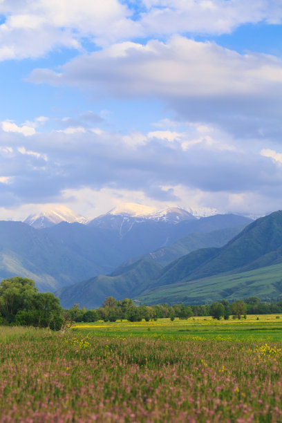 在群山的映衬下，盛开的田野。美丽的山景。盛开的夏季草本植物。春天的风景。吉尔吉斯斯坦。图片下载
