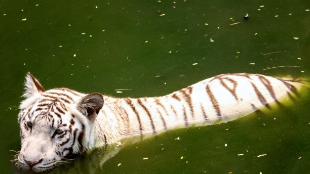 一只白虎站在水里图片下载