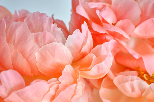 一束时尚的牡丹特写。粉红色的牡丹。花瓣特写。花贺卡或壁纸。精致的抽象花卉粉彩背景。卡片概念，复制文本空间图片下载