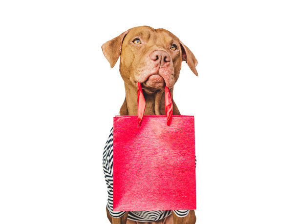 可爱的小狗和购物袋。销售准备图片下载