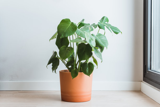 放在窗边的陶罐里的美味怪兽图片下载