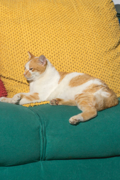 猫坐在绿色的沙发上，枕头是巨大的黄色图片下载