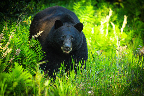 森林里的熊图片下载