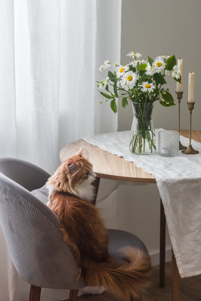 在客厅的室内，一只红色的猫坐在柔软的丝绒扶手椅上，旁边是一张放着一束花的木制圆桌图片下载