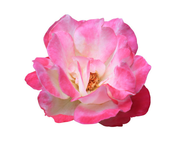 粉色玫瑰花的特写。图片下载