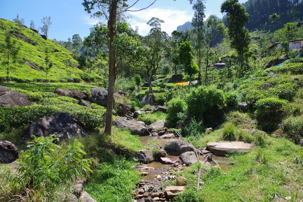 斯里兰卡的蓝田茶厂图片下载