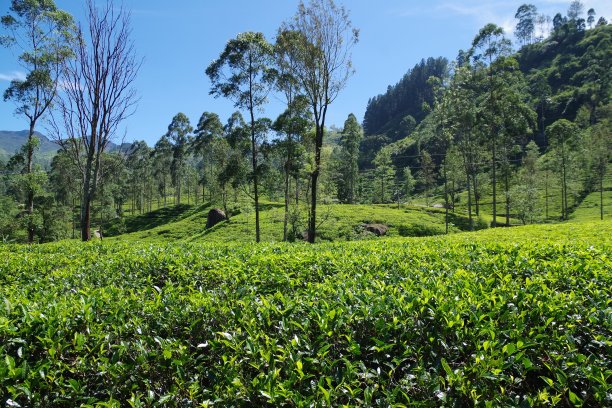斯里兰卡的蓝田茶厂图片下载