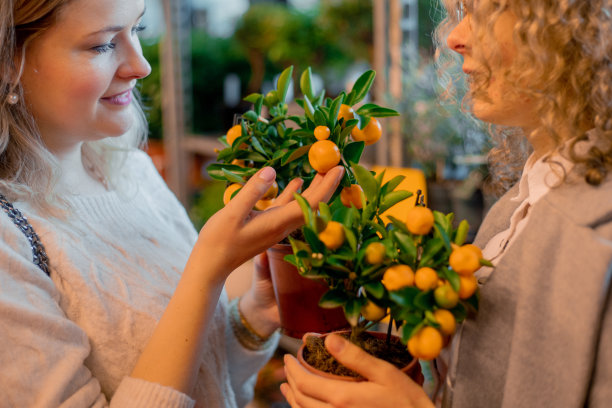 朴实无华的冬季花园植物。两个女人看着花园中心盆栽里的橘子、金橘。的爱好。图片下载