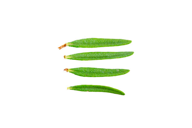 迷迭香孤立在白色背景上。剪切路径图片下载