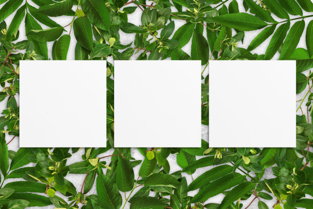 在灰色的混凝土背景上，树叶和白色的水彩纸组成。带叶子的树枝，空白的卡片。自然模型，生态海报。俯视图，平铺，近距离，复制空间图片下载