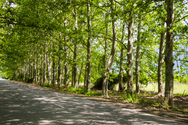 格鲁吉亚Kakheti的公路和高速公路图片下载