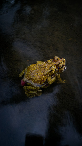近距离拍摄黑腹蟾、青蛙在水中繁殖的倒影、动物野生主题。图片下载