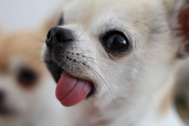 吉娃娃Sunny图片下载